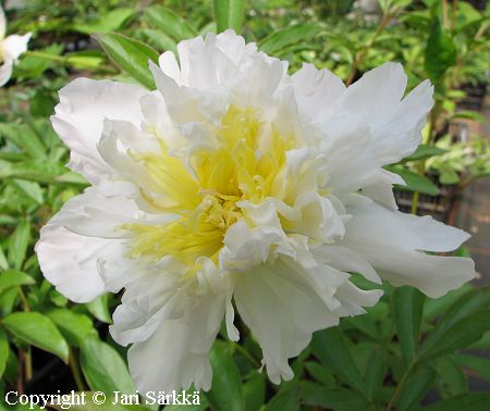Paeonia lactiflora 'Top Brass' kiinanpioni